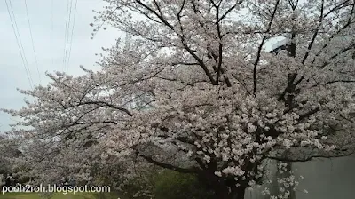 新横浜駅前公園近辺の桜