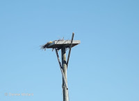 Osprey nest on platform, Wood Islands Lighthouse, PEI, June 24, 2016.- © Denise Motard