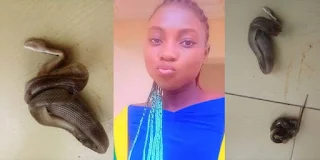 Miraculous Escape: Woman's Encounter with Two Giant Snakes Leaves Viewers Astonished!"