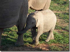 Addo2 Addo2