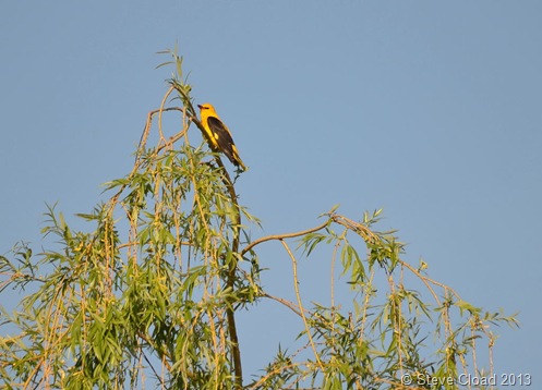 Golden Oriole near the Hotel Villa Volgy