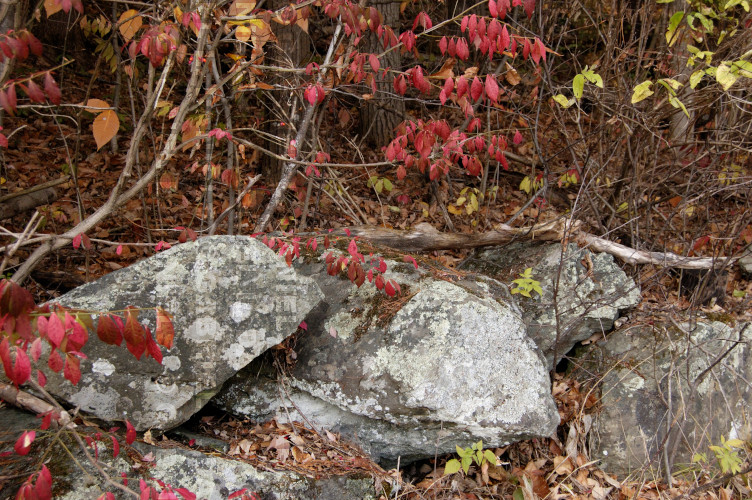 Rocks and foliage in Norwich Vermont -- photo by Gabriel L. Daniels