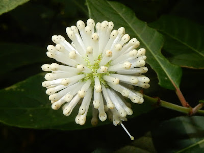 風箱樹的花序