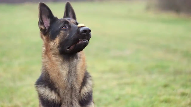 Retired but Not Forgotten: How You Can Adopt a Police Dog