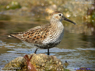 correlimos pechinegro Calidris alpina