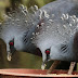 The Victoria Crowned Pigeon: