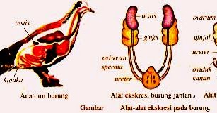 Sistem Ekskresi Hewan  Vertebrata dan Avertebrata  