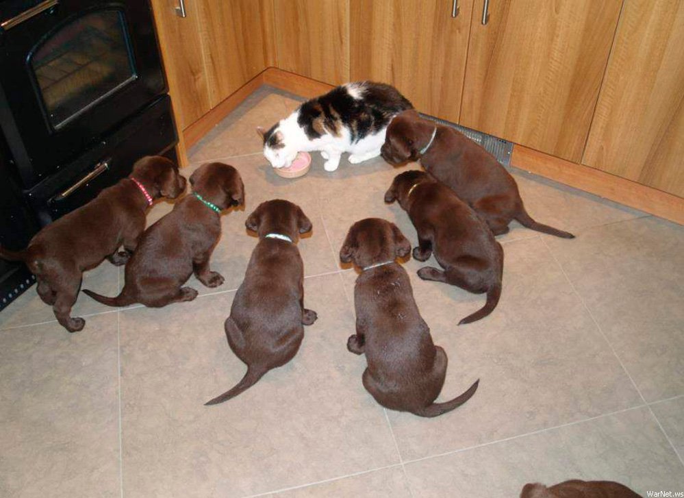Голодные щенки вокруг кота