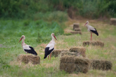 White-Storks-Central-Greece