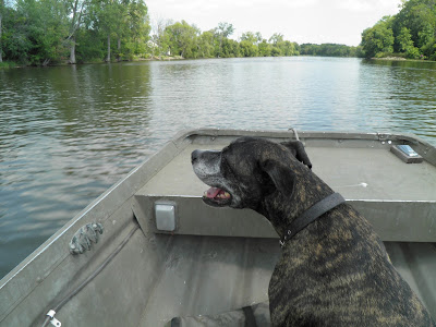 dog on a boat