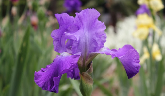 Iris Flowers Pictures