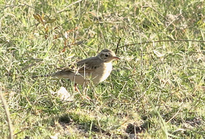 Paddyfield Pipit