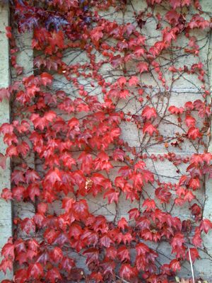 red-ivy.jpg