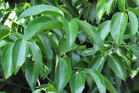 Cinnamomum verum