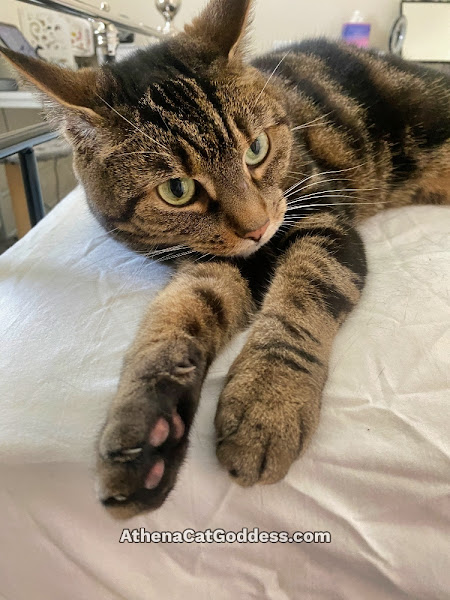 tabby cat with paws hanging off bed