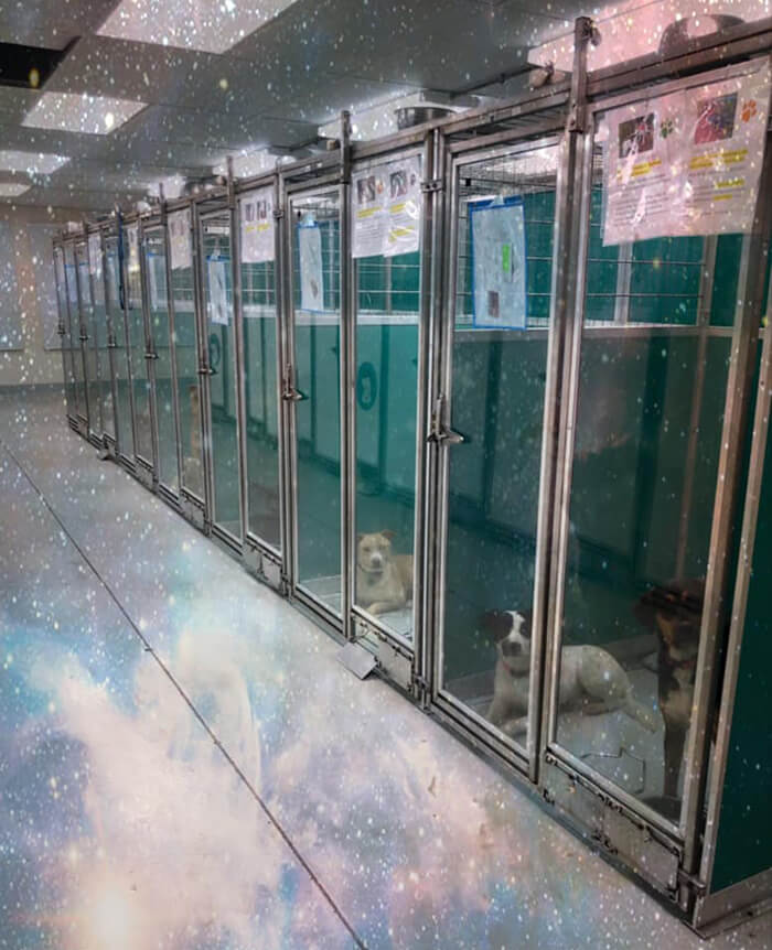 Animal Shelter In Oklahoma City Asks Visitors To Raid Them Instead Of Area 51