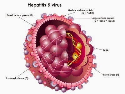 Cara Alami Pemulihan Penyakit Kuning Hepatitis B
