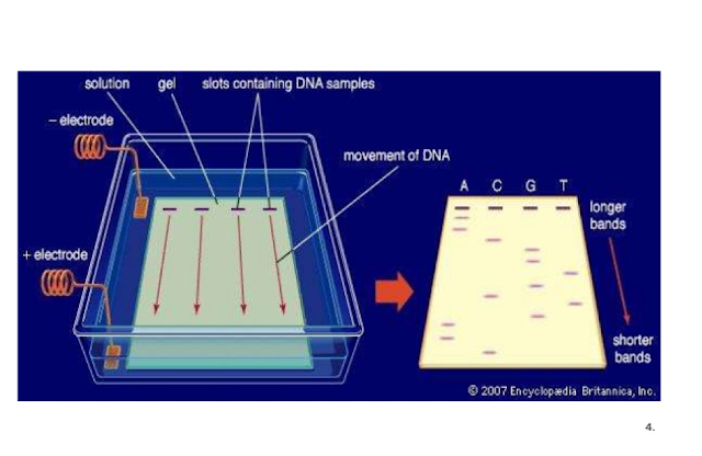 electrophoresis,gel electrophoresis,agarose gel electrophoresis,electrophoresis of dna,2d gel electrophoresis,electrophoresis basics,electrophoresis biology,capillary electrophoresis,electrophoresis explanation,principle of electrophoresis,using a gel electrophoresis machine,polyacrylamide gel electrophoresis,electrophoretic mobility,derivation of electrophoretic mobility,2d electrophoresis,dye electrophoresis,electrophoresis gel