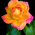 ~~A Beautiful Arundel Rose by Chris Lord~~