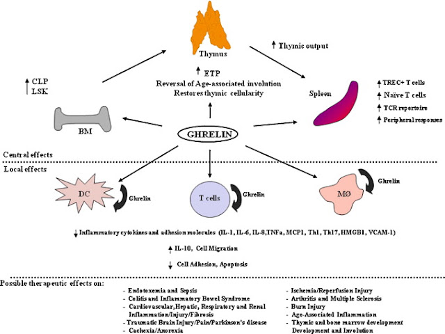 Грелин, голод, воспаление, тимус