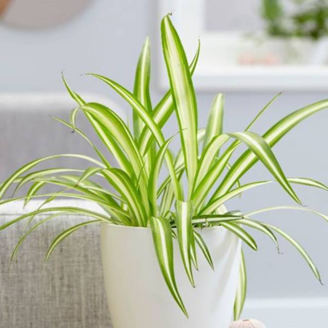 Tanaman pengusir lembap: spider plant