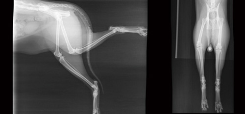 X光影像顯示，貓咪雙腳都有踝關節炎症狀。