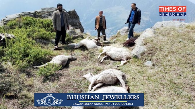 भरमौर में गिरी आसमानी बिजली, 15 भेड़-बकरियाें की मौके पर मौत, CPIM ने की मुआबजे की मांग