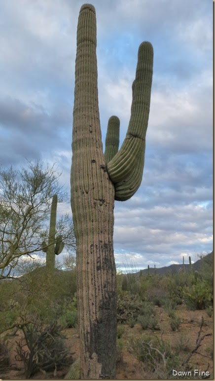 Saguaro NP West_075