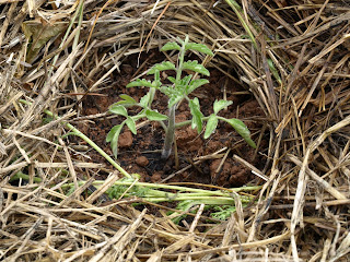 Tomate Raf recien trasplantado