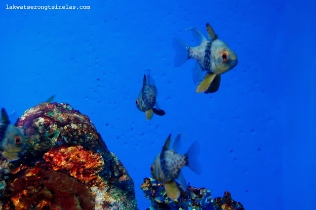 REVISIT: MANILA OCEAN PARK 