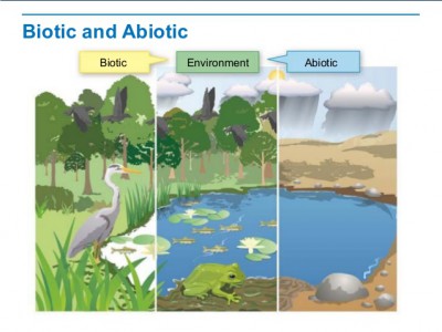 Ab D Rahman Komponen Biotik  dan Abiotik