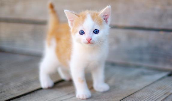 Cara Memilih Anak Kucing Untuk Pemula