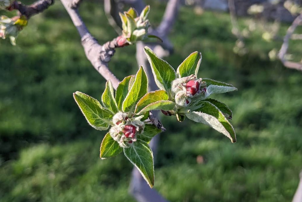 A green bud with a magenta center, growing on a branch