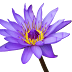 flower-free-png-without watermark-without background-licence free-image-vector-download