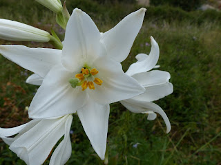 Lys blanc - Lys commun - Lis candide - Lis de la Madone - Lys de Saint-Antoine - Lilium candidum