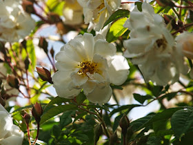 En livskraftig og uovertruffelig skøn rose er honningrosen Lykkefund. Livsvillig duftende og smuktblomstrende klatrerose
