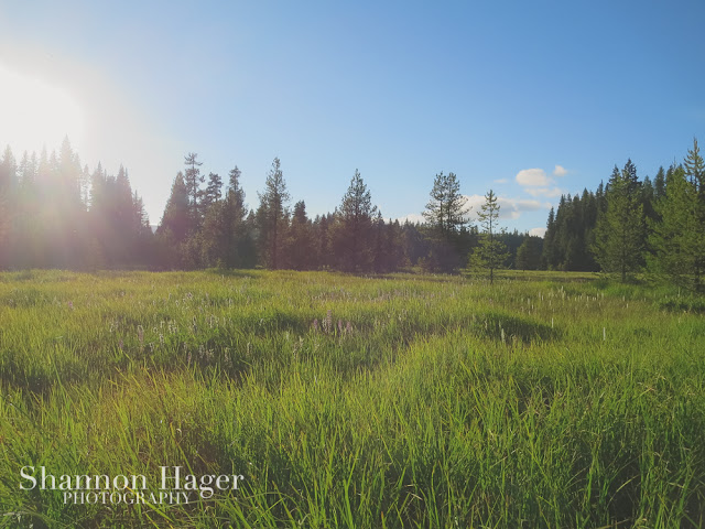 Shannon Hager Photography, Oregon Forest, Oregon Meadow