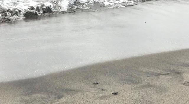 Turtles released to the sea