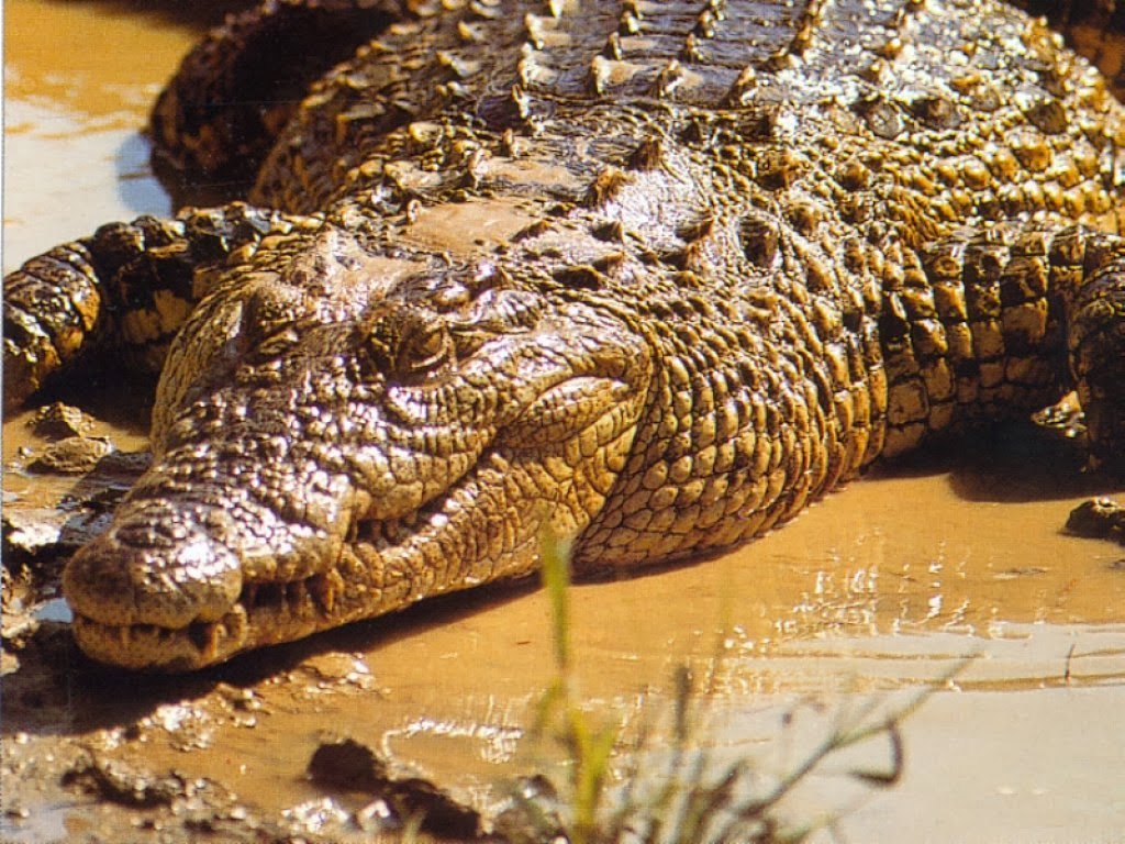 Crocodile Photos Crocodile Photos