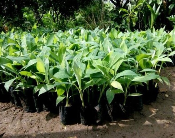 pohon pisang barangan merah cepat berbuah Malang