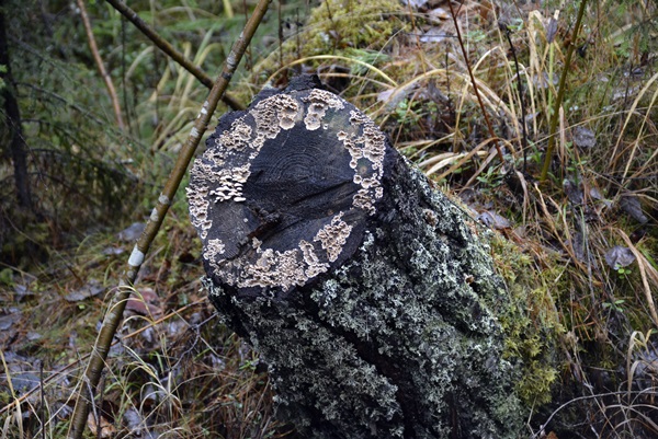 elvelangs begnavassdraget ådalselva stubbe