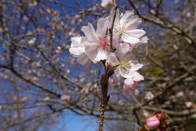 鳥取県西伯郡南部町鶴田 とっとり花回廊 桜の広場 ジュウガツザクラ（十月桜）