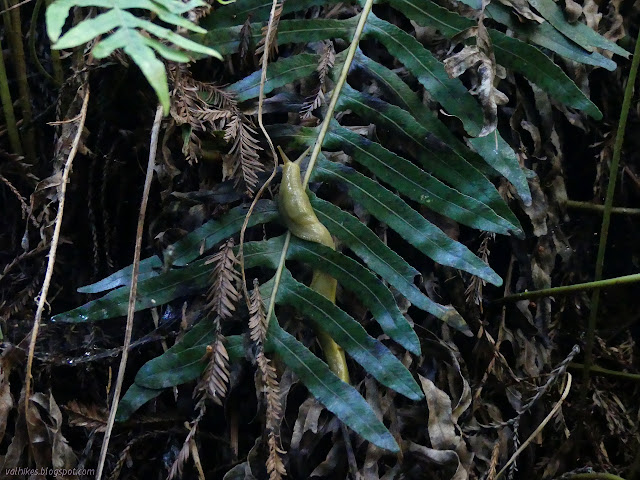 climbing banana slug