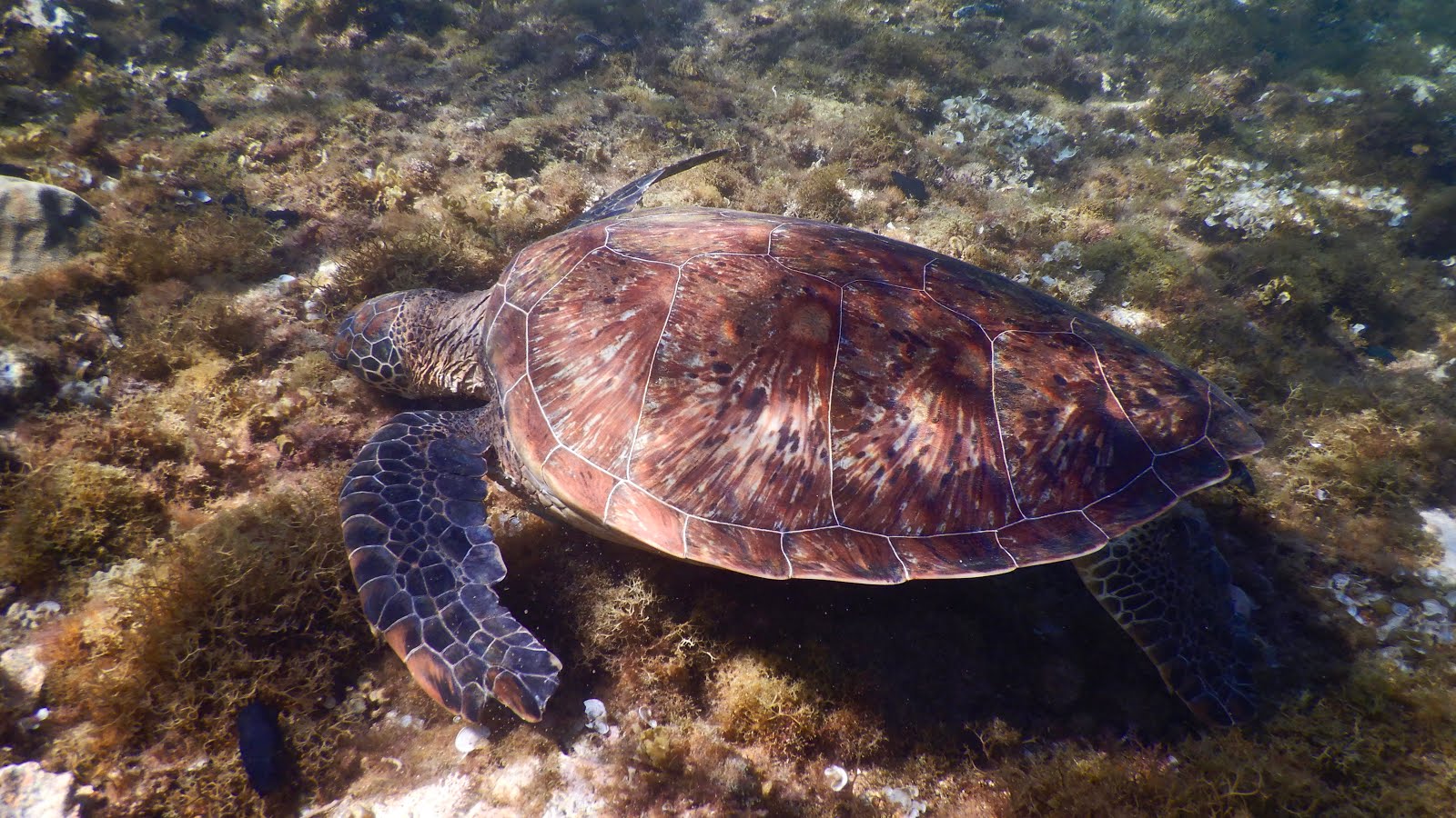 Beaucoup de tortues à Apo