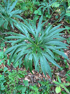 [Ranunculaceae] Helleborus foetidus– Stinking Helleborus