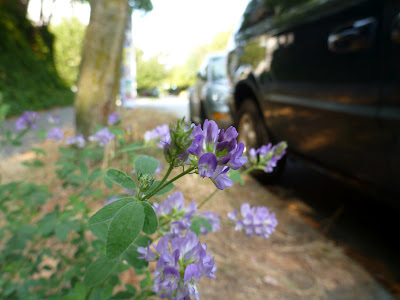 alfalfa (Medicago sativa)