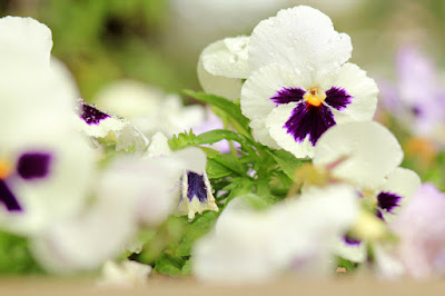 White and Purple Pansies Flower Photography by Mademoiselle Mermaid