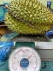 Buah Durian,  Manfaat durian, Khasiat durian, kandungan durian, durian