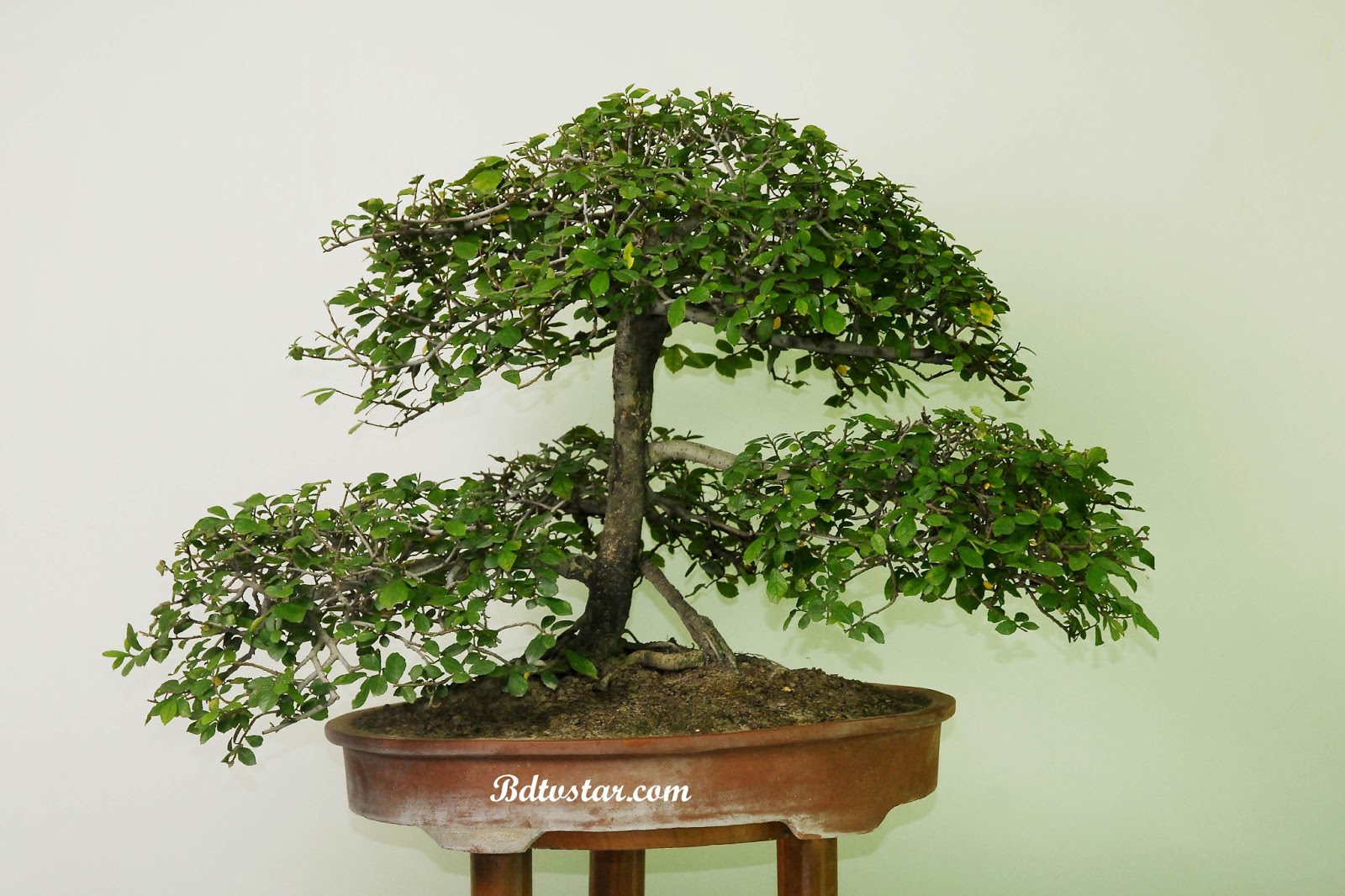 bonsai tree photos