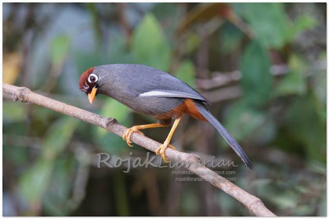 Spectacled Laughing Thrush